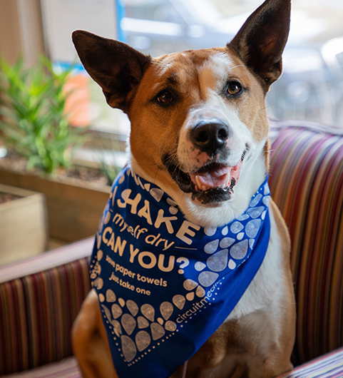 Office dog, Paisley, wearing CM Green bandana.